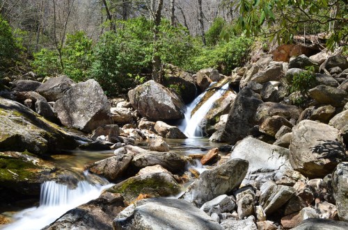 A serene stream flows over rocks in a lush, green forest, surrounded by trees and natural vegetation.