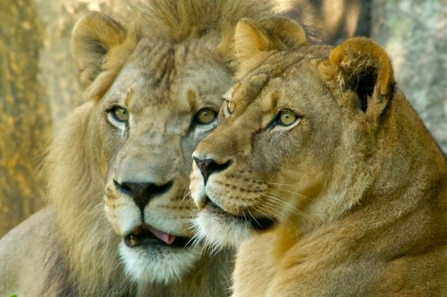 A close-up of a lion and lioness, both looking intently in the same direction, with a blurred natural background.
