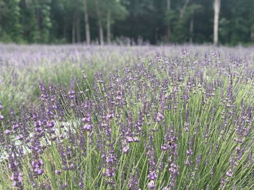 A field of blooming lavender with tall green stems and purple flowers, set against a backdrop of trees.