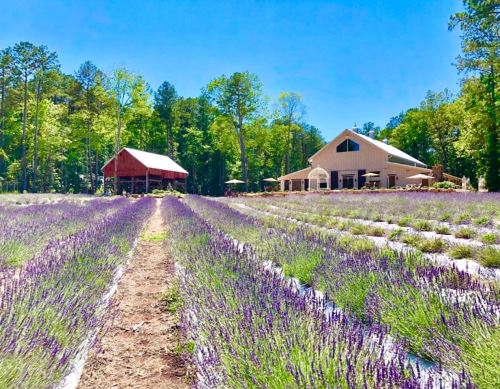 A vibrant lavender field stretches towards a rustic barn and a modern farmhouse, surrounded by lush green trees.