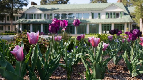 A garden with pink and purple tulips in front of a large, elegant house with green shutters and a sloped roof.