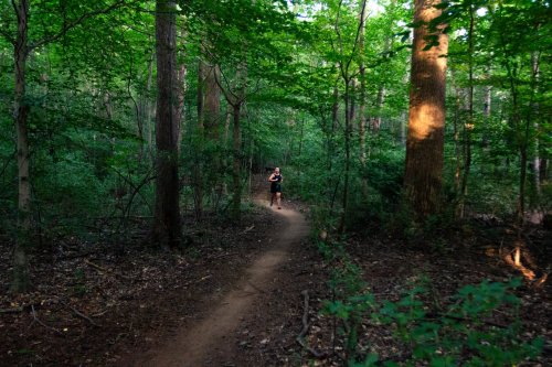A person jogging on a winding trail through a lush green forest. Sunlight filters through the trees.