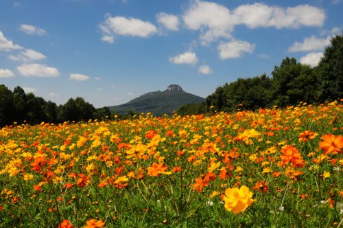 A vibrant field of orange and yellow flowers with a mountain in the background under a blue sky with fluffy clouds.