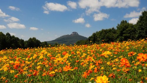 A vibrant field of orange and yellow flowers with a mountain in the background under a blue sky with fluffy clouds.