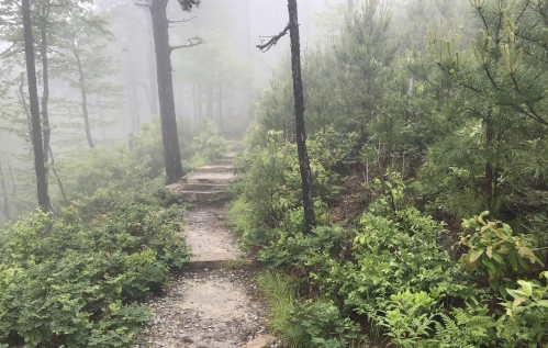 A misty forest path winding through lush greenery and tall trees, creating a serene, tranquil atmosphere.