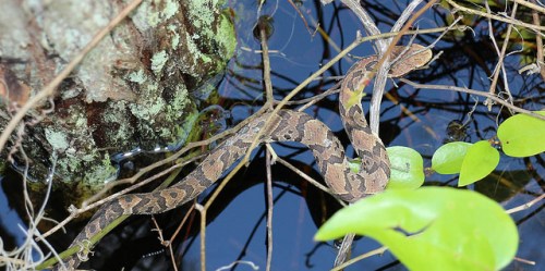A brown snake with patterned scales slithers among branches and leaves near dark water.