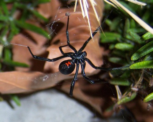 A black spider with a red hourglass marking, hanging in a web among green foliage and dry leaves.