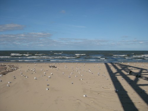 A sandy beach with scattered seagulls, gentle waves, and a shadow from a pier under a clear blue sky.