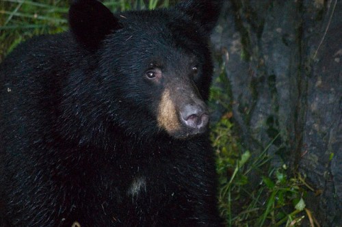 A close-up of a black bear in a natural setting, with dark fur and a focused expression.