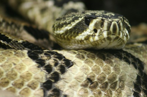 Close-up of a snake's head with intricate scales and patterns, resting on its coiled body.