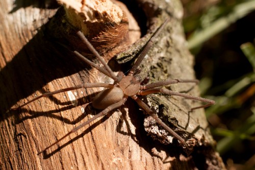 A close-up of a brown spider resting on a textured wooden surface, surrounded by greenery.