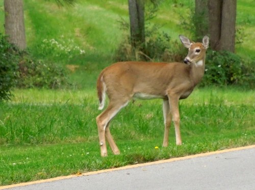 A young deer stands beside a road, surrounded by green grass and trees in a natural setting.