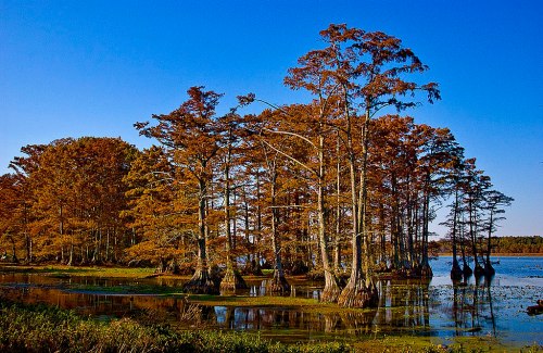 A serene swamp scene with cypress trees and calm water, surrounded by autumn foliage under a clear blue sky.
