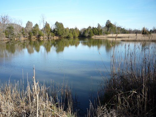 A serene pond surrounded by trees and tall grasses under a clear blue sky.