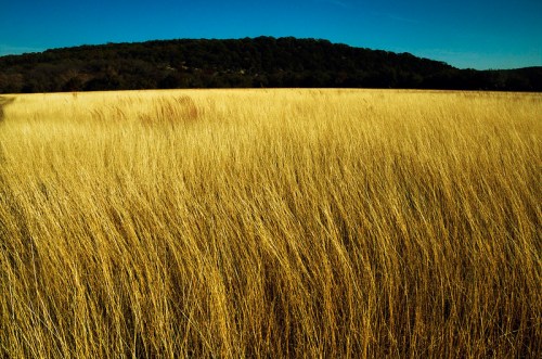 A golden field of tall grass sways gently under a clear blue sky, with a green hill in the background.