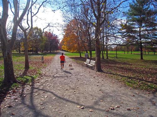 A person in an orange shirt walks a dog along a tree-lined path with autumn leaves in a park.