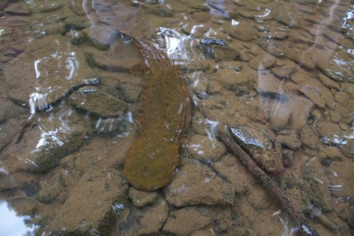 A fish resting on the rocky bottom of a clear stream, partially submerged in water.