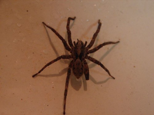 A brown spider with long legs on a light-colored surface, showing its detailed body and texture.