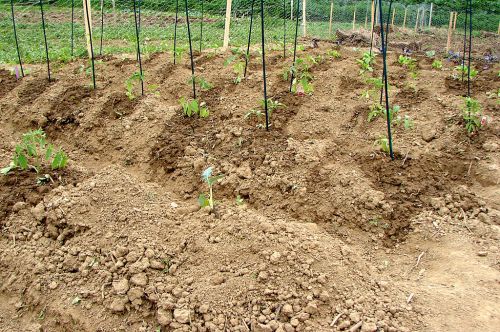 Rows of freshly tilled soil with young plants supported by stakes in a garden setting.