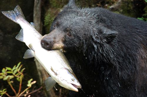 A black bear holding a large fish in its mouth, standing near a riverbank surrounded by greenery.