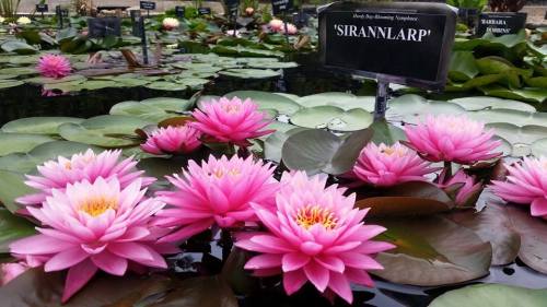 Pink water lilies bloom on a serene pond, with labels identifying the flowers among lush green leaves.