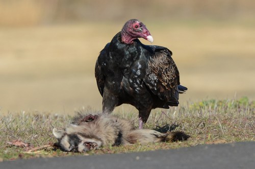 A black vulture stands near the carcass of a raccoon on the ground, with a blurred natural background.