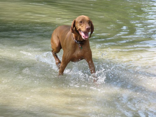 A brown dog joyfully splashes through shallow water, with a happy expression and a collar.