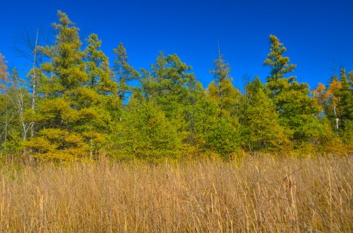 A vibrant landscape featuring tall green trees against a clear blue sky, with golden grass in the foreground.