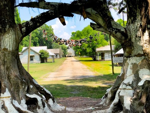A view through a tree archway, leading to a dirt path and buildings, with shoes hanging above.