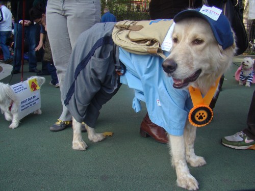 A golden retriever dressed in a blue shirt, gray pants, and a cap, wearing a medal at a dog event.