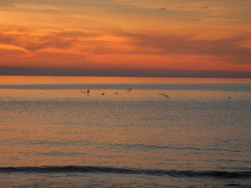 A serene sunset over calm waters, with silhouettes of birds scattered across the horizon.