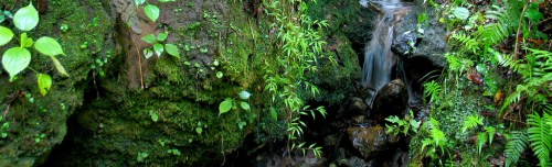 A serene stream flows over rocks, surrounded by lush green plants and ferns in a tranquil forest setting.
