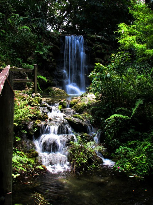A serene waterfall cascading over rocks, surrounded by lush green foliage and vibrant plants.