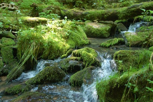 A serene forest stream flows over moss-covered rocks, surrounded by lush greenery and dappled sunlight.