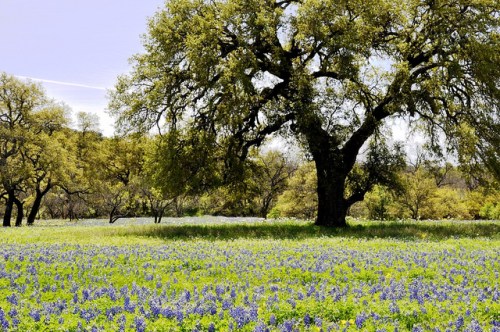 A vibrant field of bluebonnets under a large oak tree, surrounded by lush greenery and a clear sky.
