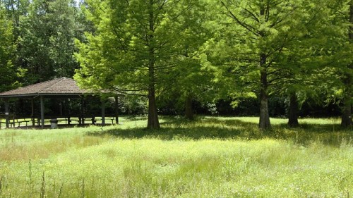 A serene park scene featuring a gazebo surrounded by lush green trees and a field of wildflowers.
