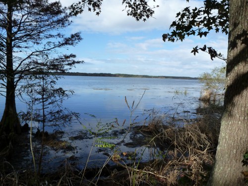 A serene lake view framed by trees, with calm water reflecting the sky and scattered vegetation along the shore.