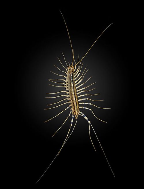 Close-up of a centipede with long legs and antennae, set against a black background.