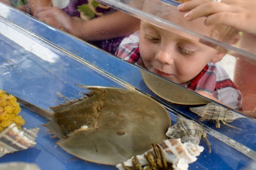 A child curiously observes a horseshoe crab and seashells in a display tank at an educational exhibit.