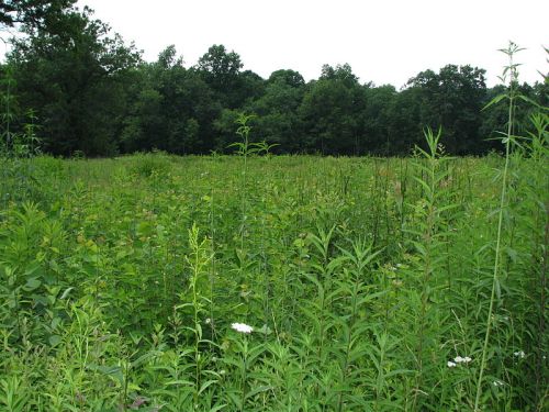 A lush green field filled with tall grasses and wildflowers, surrounded by trees under a cloudy sky.