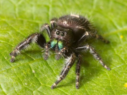 A close-up of a black spider with green fangs, resting on a green leaf.