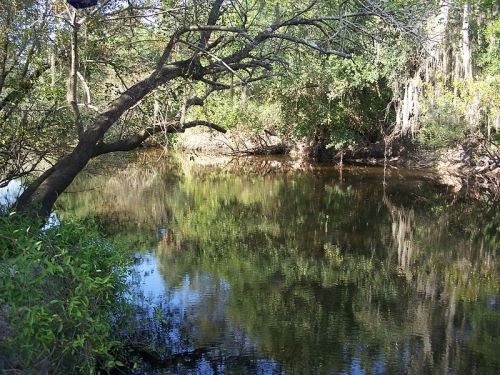 A serene river scene with trees reflecting in the calm water, surrounded by lush greenery.