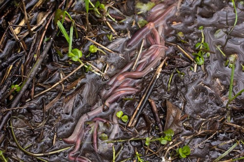 A close-up of several pink worms wriggling in dark, muddy soil among small green plants and debris.