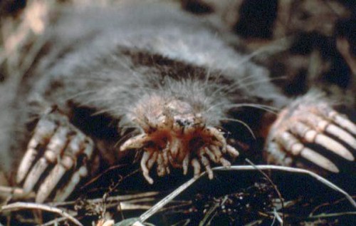 A close-up of a mole with distinctive claws and fur, partially buried in soil and grass.