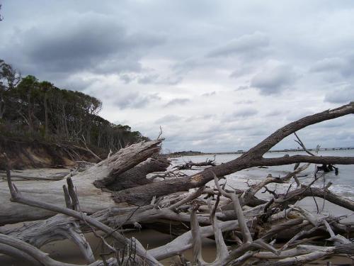 A cloudy beach scene with fallen trees and driftwood along the shoreline, surrounded by sparse vegetation.