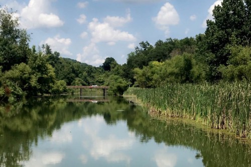 A serene river scene with lush greenery, tall reeds, and fluffy clouds reflected in the calm water.