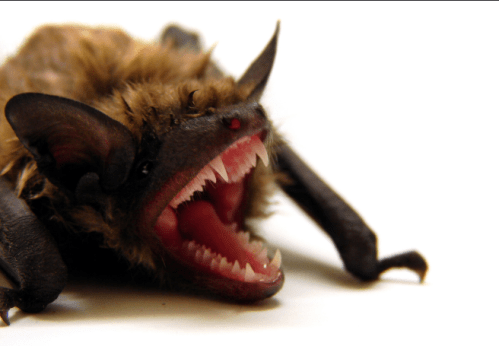 A close-up of a bat with its mouth open, showcasing sharp teeth and fur, against a white background.