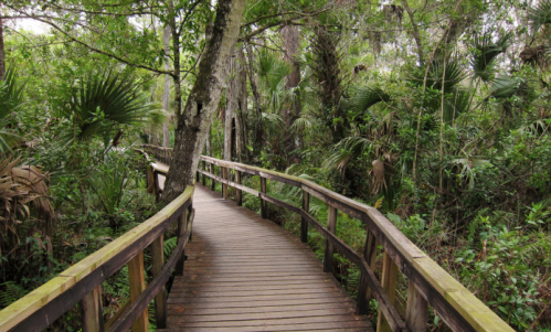 A wooden boardwalk winding through a lush, green forest with dense vegetation and trees.