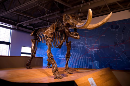 A mounted skeleton of a mammoth displayed in a museum, with a map backdrop highlighting its historical range.