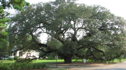 A large, sprawling oak tree with wide branches, surrounded by green grass and a residential area in the background.